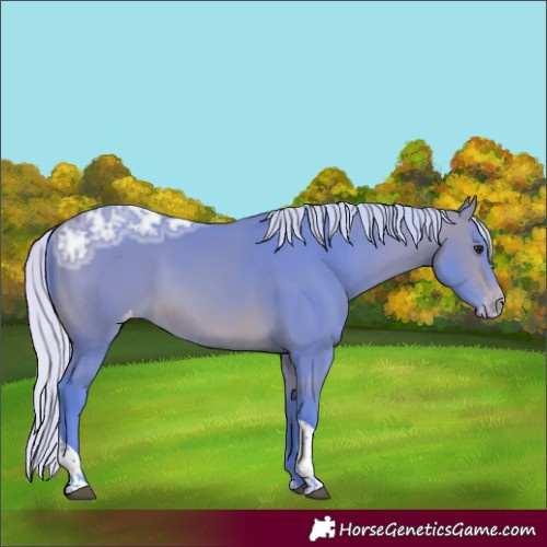 Horse Color:Watercolor Silver Bay Ice Tobiano Appaloosa Rabicano 