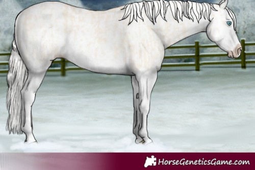 Horse Color:Cremello Splash and White Spotted Cremello Splash