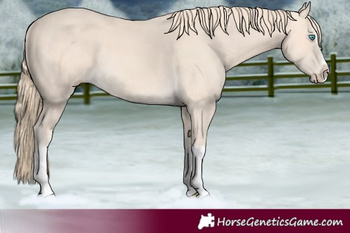 Horse Color:Perlino Splash and Perlino Splash