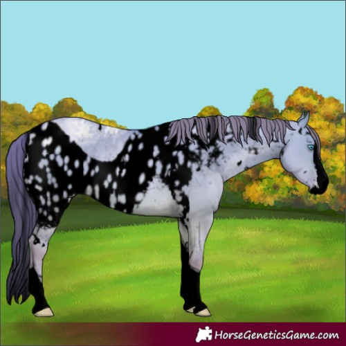Horse Color:Void Watercolor White Spotted Buckskin Ice Pearl Dun Splash Tobiano Skewed Appaloosa Rabicano 