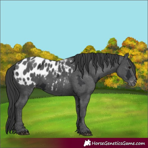 Horse Color:Black Ice Appaloosa 