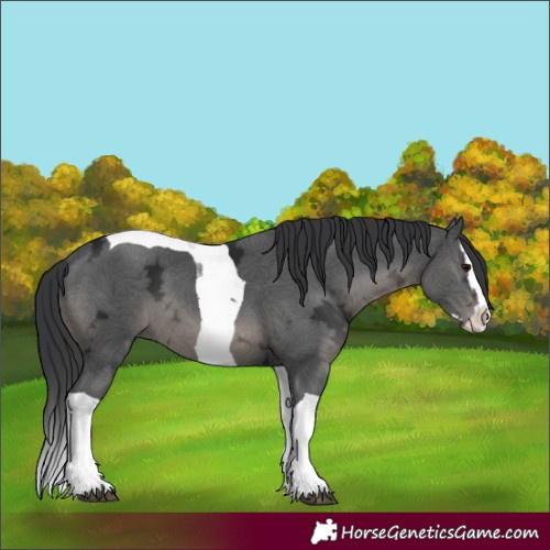 Horse Color:Black Ice Splash Tobiano 