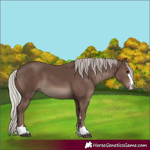 Horse Color:Silver Black