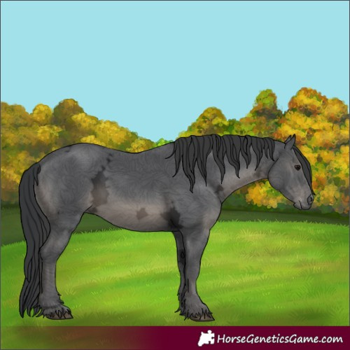 Horse Color:Black Ice 