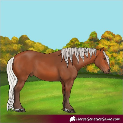Horse Color:Silver Bay 