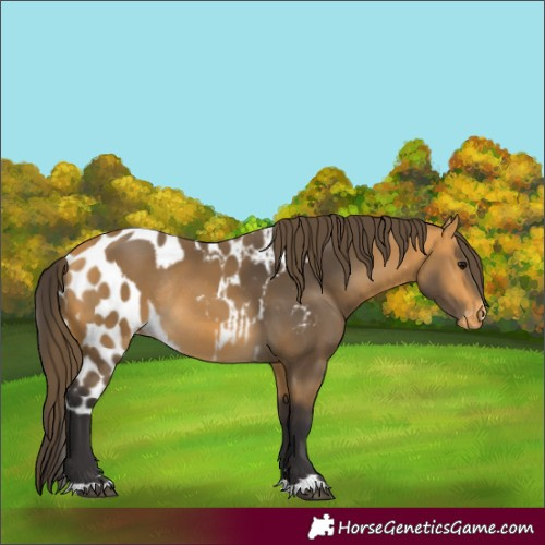 Horse Color:Buckskin Skewed Appaloosa Rabicano 