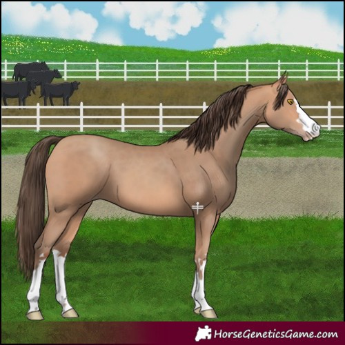 Horse Color:Amber Champagne