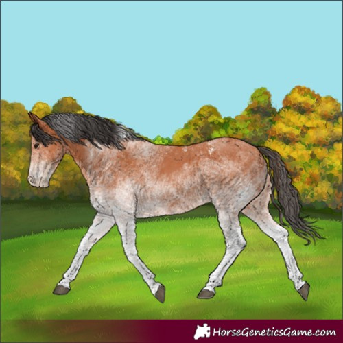 Horse Color:White Spotted Bay 