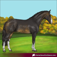 Horse Color:White Spotted Buckskin