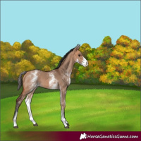 Horse Color:White Spotted Bay Dun