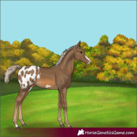 Horse Color:Chocolate Palomino Frame Blanket 