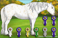 Horse Color:Palomino Appaloosa