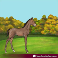 Horse Color:Sable Champagne