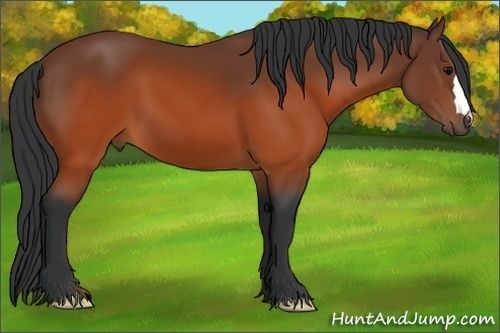 Horse Color:Brown 