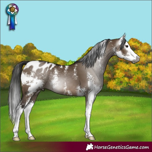 Horse Color:Gray Bay Dun Sabino Splash Appaloosa 