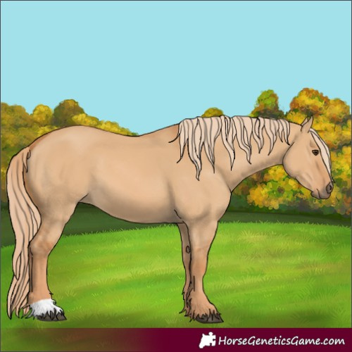 Horse Color:Red Dun