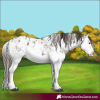 Horse Color:Liver Chestnut Sabino Splash Appaloosa and Liver Chestnut Sabino Splash Appaloosa