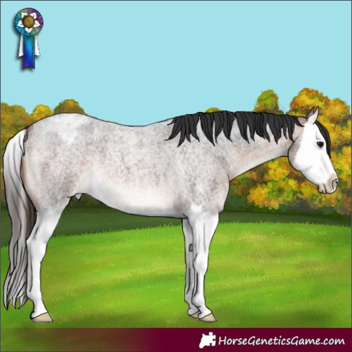 Horse Color:Bay Roan Sabino Splash Appaloosa 