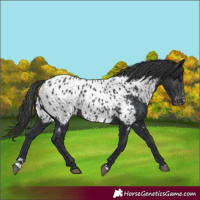 Horse Color:Black Near Leopard 