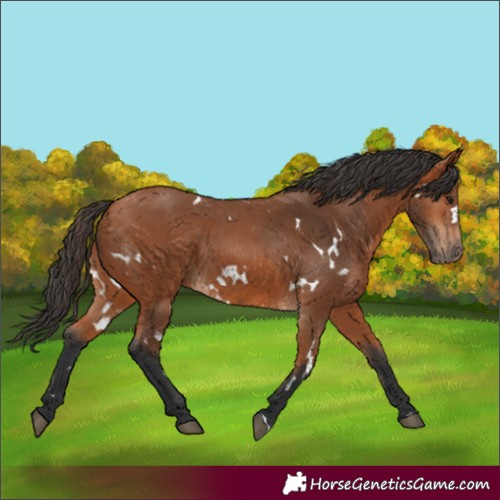 Horse Color:White Spotted Bay 