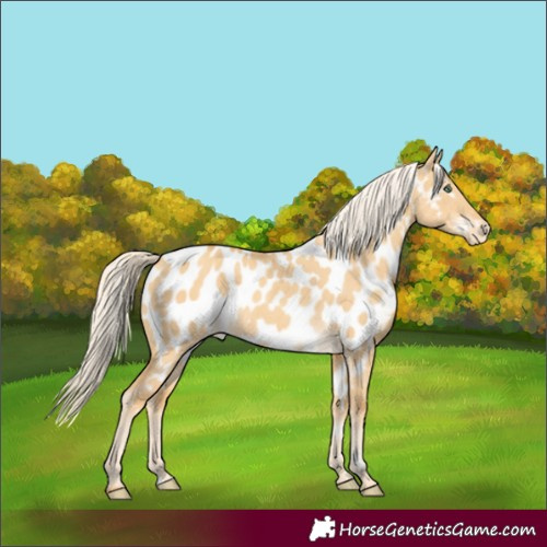 Horse Color:Gold Cream Champagne Dun Near Leopard Rabicano