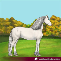 Horse Color:Cremello Dun Tobiano 