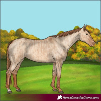 Horse Color:Red Dun Appaloosa  and Red Dun Appaloosa 