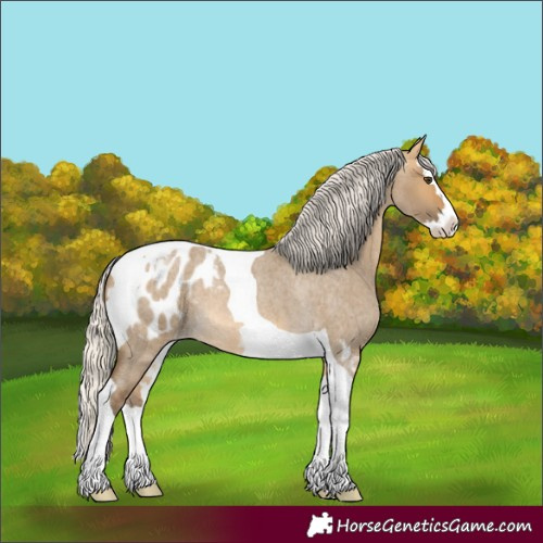 Horse Color:Silver Buckskin Roan Dun Splash Tobiano Appaloosa 