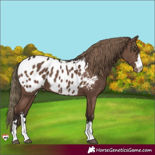 Horse Color:Liver Chestnut Appaloosa