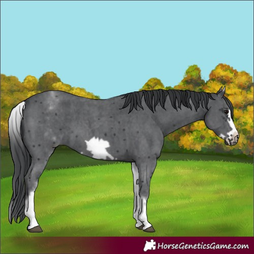Horse Color:White Spotted Black Sabino Frame 