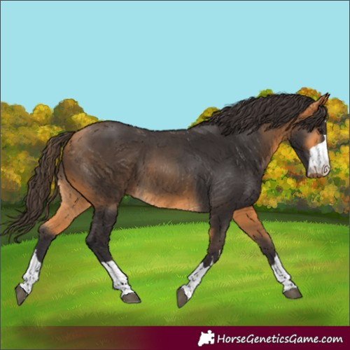 Horse Color:Buckskin 