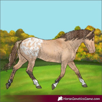 Horse Color:Red Dun Appaloosa and Bay Dun Appaloosa