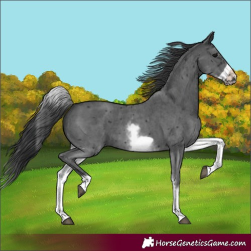 Horse Color:White Spotted Black Sabino Frame