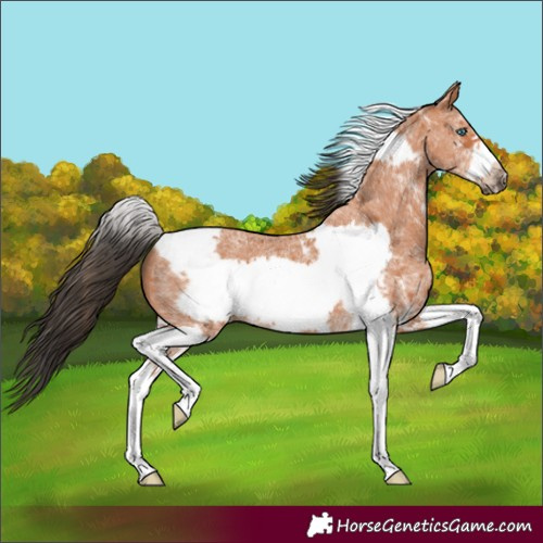 Horse Color:Bay Sabino Tobiano Frame