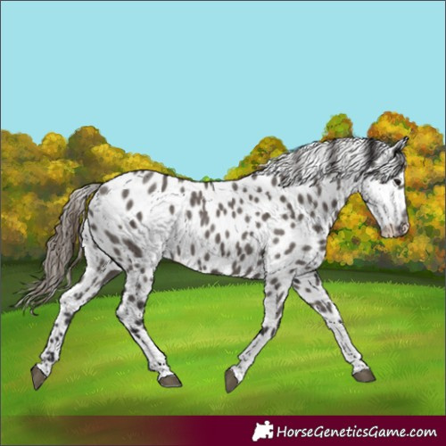 Horse Color:Smoky Grullo Tobiano Appaloosa Rabicano 