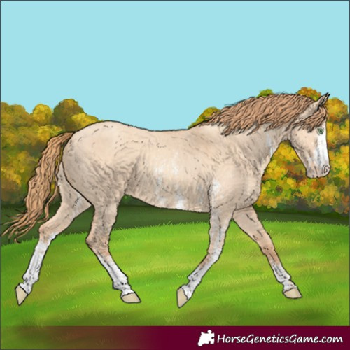 Horse Color:Gold Champagne Dun Sabino Appaloosa