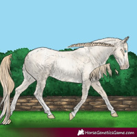 Horse Color:Buckskin Roan Pearl  and Buckskin Roan Pearl Splash 