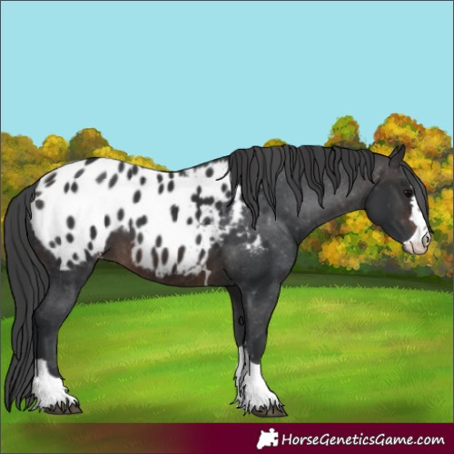 Horse Color:Brown Appaloosa