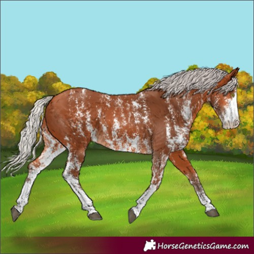 Horse Color:Silver Bay Sabino Rabicano 