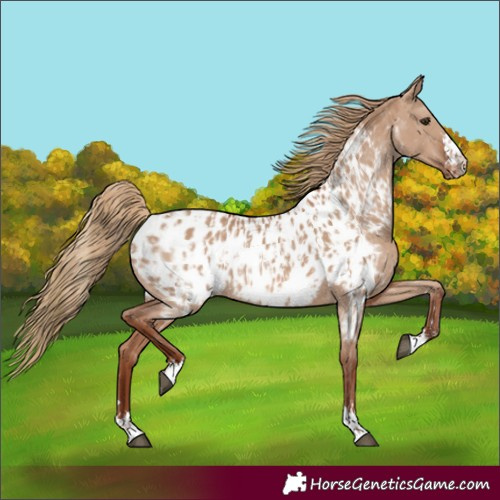 Horse Color:Red Dun Appaloosa and Red Dun Appaloosa