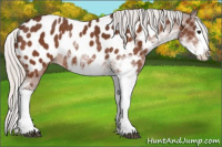 Horse Color:Silver Bay Sabino Splash Appaloosa