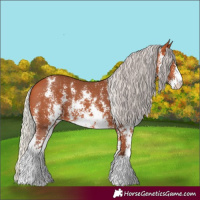 Horse Color:Silver Bay Sabino Rabicano 