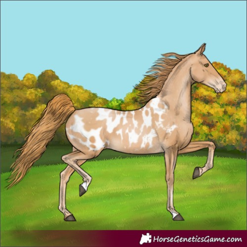 Horse Color:Chestnut Pearl Appaloosa