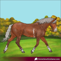 Horse Color:Silver Bay Sabino Rabicano 