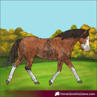 Horse Color:Black Splash Rabicano  and Bay Splash Rabicano 
