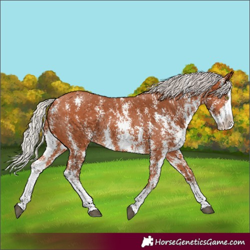 Horse Color:Silver Bay Sabino Splash Rabicano 