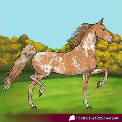 Horse Color:White Spotted Red Dun and White Spotted Chestnut