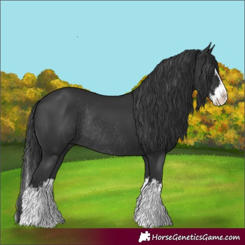 Horse Color:Black Splash Rabicano  and Black Splash Rabicano 