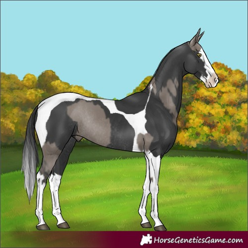 Horse Color:Grullo Splash Rabicano  and Black Splash Tobiano Rabicano 