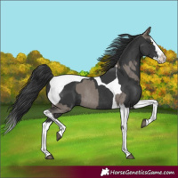 Horse Color:Grullo Splash Rabicano  and Black Splash Tobiano Rabicano 